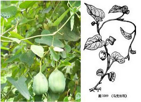 马兜铃.jpg